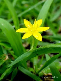 Curculigo orchioides flower5.jpg